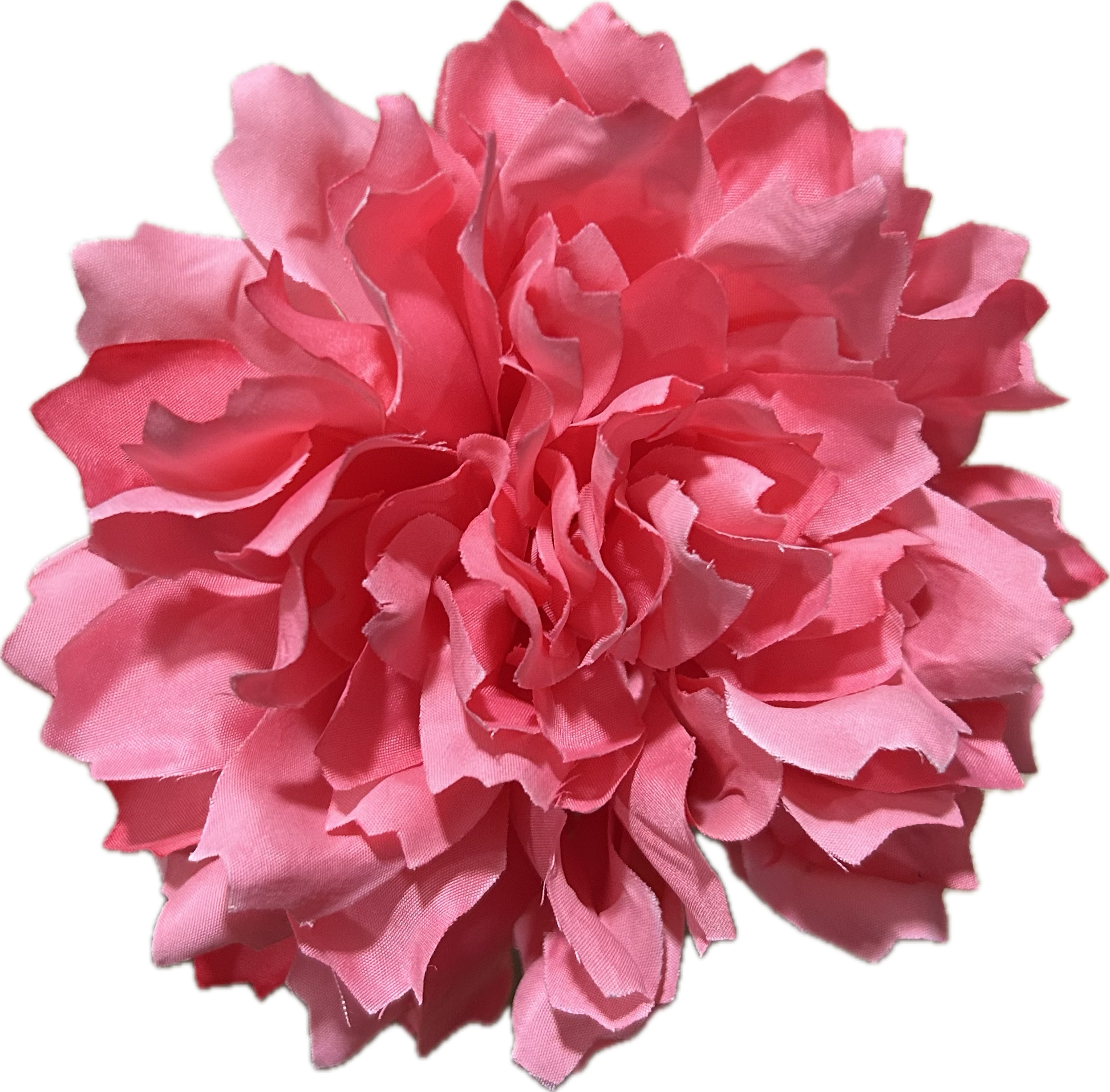 DALIA CORAL